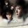 49 Days Episode 1-20 End Subtitle Indonesia 49 Days Episode 1-20 End Subtitle Indonesia